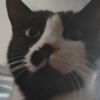 伤尽千万丈母心