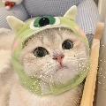 许猫猫ovo