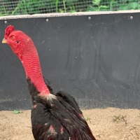 宏达斗鸡养殖基地