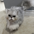 这手牌真烫手啊