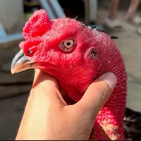 杨小雷斗鸡鉴定师