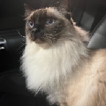 猪猪猪猪皮恶霸