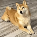 在下温酒叙余生