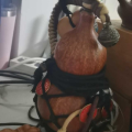 砍柴炖大鹅
