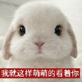 林萌萌e