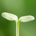 阳光79856