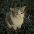 呼吸也会跑调
