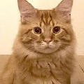 高诺顿
