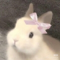 白番茄bai