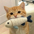 猫卷球