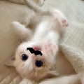 鱼板面好吃嘛