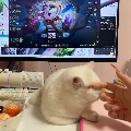 笨蛋小猫m