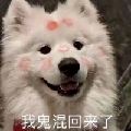 小狗略略