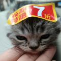 阿白小天才