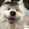 你要淦什么嘛