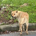 憨批尼斯