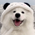 小狗略略