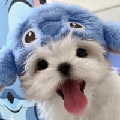 小狗略略