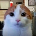 绵绵云ww