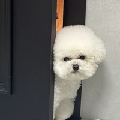 舞小舞io