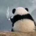 仅一天天好运