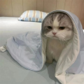 莓莓莓-