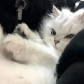 狂拽龙少Sora