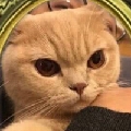 炉石萌萌哒的嘘嘘