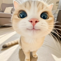 辉烬使者