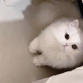 爱能止疼