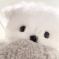 stella妮妮