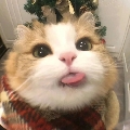 回到过去子云云