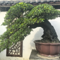 黔-袁鑫