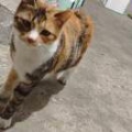 猫又困