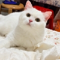 是美少女欧