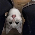 oi啾啾