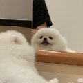 可宋kk