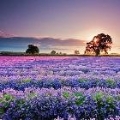 整片花海不见伱