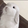 依依de依