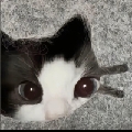 小猫鲨手o