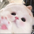 堡堡1