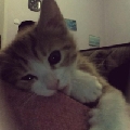 小猫小猫小猫宝
