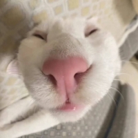 森花白