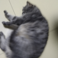 可可鸽子派