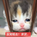 一猫一猫