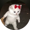 板栗iuk