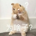 stella妮妮