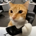 陪冬玖