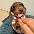 爱吃小烤鱼a