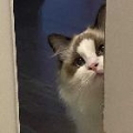 虎皮小猪佩奇